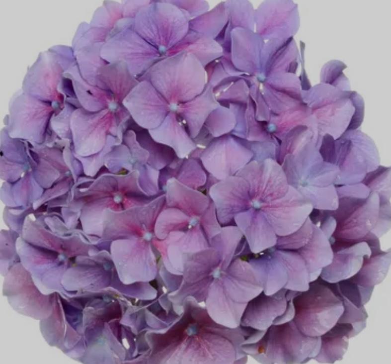 Purple Hydrangea - GOTS Certified 100% Organic Fine Merino Wool/ Sport Weight Base